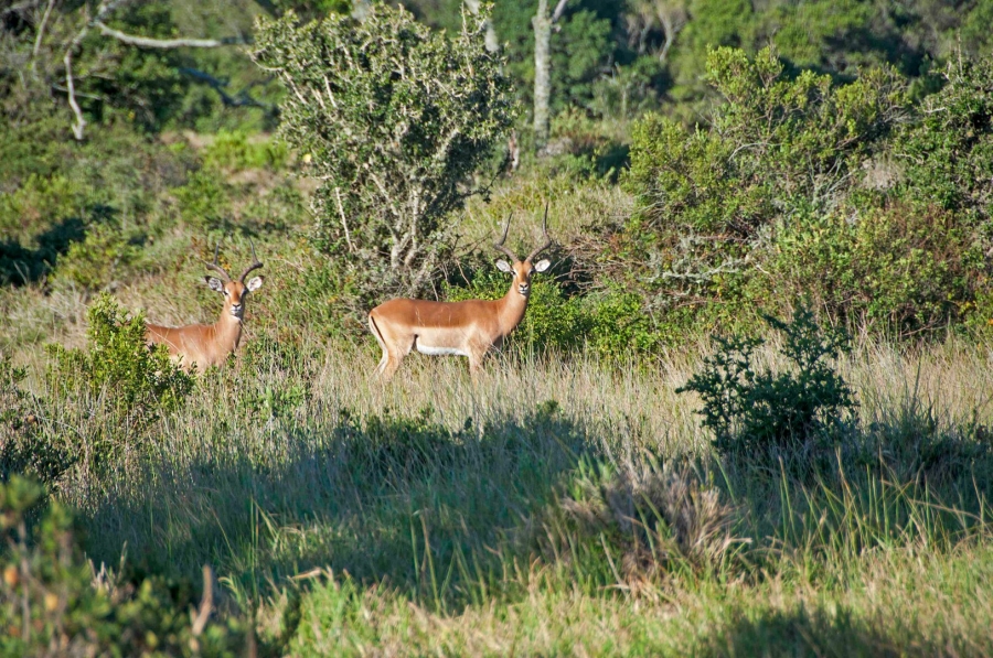 Commercial Property for Sale in Royalston Residential Estate and Wildlife Reserve Eastern Cape